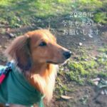 2025年よろしくお願いします